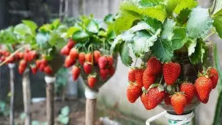 Transform Plastic Bottles into a Strawberry Vertical Garden -- Easy Gardening Hack