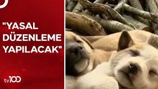 Bakan Yumaklıdan Sokak Hayvanları Açıklaması | TV100 Haber