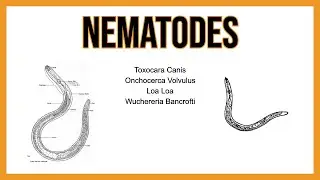 Nematodes (TISSUE parasites)