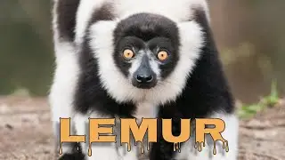 Black-and-white ruffed lemur call