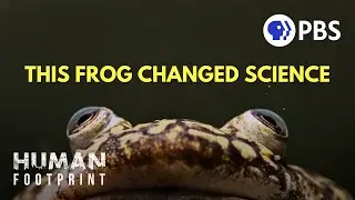 How This Frog Changed Science 🐸