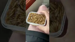 Согреваю замерзшую чайку - Чайка Стивен - 
