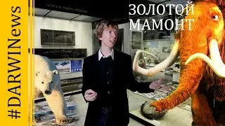 Golden mammoth found in Russia 
