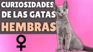 8 datos sorprendentes sobre las GATAS HEMBRA