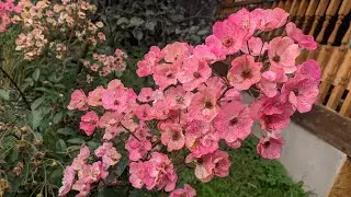 Все этапы подготовки роз к зимовке. Ленинградская область.