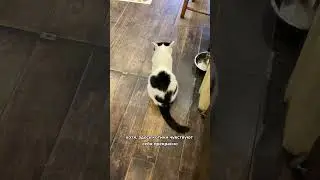 Котокафе «Котики и люди» 