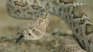 Treating Snake Bites