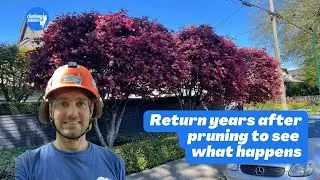 BAD VS GOOD! Tree reduction pruning results