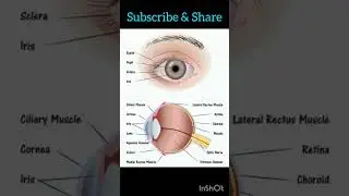 Human Eye, मानव नेत्र, आँख, Human Eye Diagram, Parts  of Human Eye