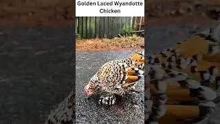 Golden Laced Wyandotte Chicken #shorts