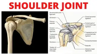 Shoulder Joint Anatomy