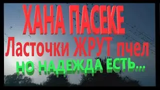 Беда на пасеке. Ласточки-убийцы пчел. Сожрут всю пасеку или нет?