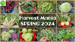 Spring Harvest Mania 2024: Bountiful Garden Bonanza!