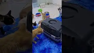 Trying to Save a Mama Cat and her Angry Kittens.