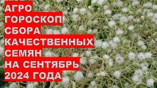 Агрогороскоп сбора качественных семян в сентябре 2024Agrohoroscope for collecting quality seeds in S