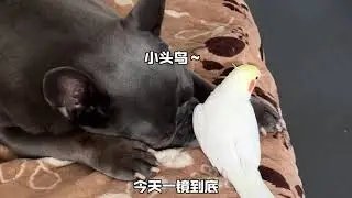 狗和鸡 Dog and the Cockatiel