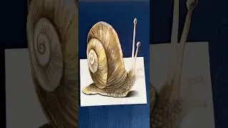 3D Illusion of a Snail