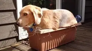 Try Not To Laugh Cats And Dogs Videos 😁 - BEST Funny Animal Videos 2024 🥰 #4