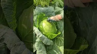 Всё, мы закрываем сезон!
