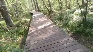 сестрорецкое болото