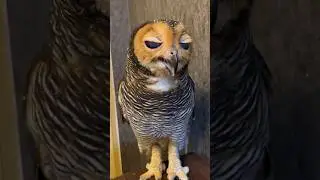 Oh No! Mister Mouse!! #funnyvideo #owl #animals #funny #burunghantu #funnyanimal #pets #animalhumor