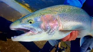 Michigan SUMMER RUN Steelhead Fishing - Skamania Run 2020