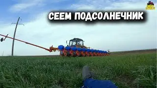 Как мы сеяли подсолнечник 2023