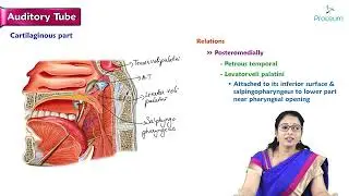 Auditory Tube : Head and Neck Anatomy : MBBS Lecture