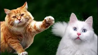- А давай твоего кота Мотю с моей Китти поженим У нас уже и желающие на котят есть!