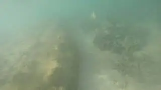 SUBMARINE LIFE