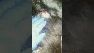 Купая Дану, я обнаружила ужасное зрелище