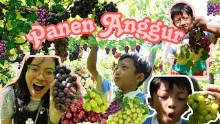 PANEN BUAH ANGGUR BERSAMA BONTOT