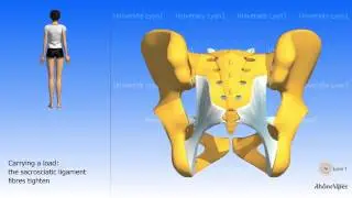 Arthrology of the pelvis the sacroiliac joint