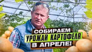 ПОВТОРНЫЙ ЭКСПЕРИМЕНТ МИХАИЛА ПАВЛИВСКОГО – СУПЕРРАННИЙ картофель в АПРЕЛЕ. (2020 год)