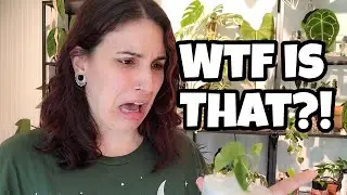 An Unboxing With Surprise Guests 😬 plant mail that made me absolutely freak out!!