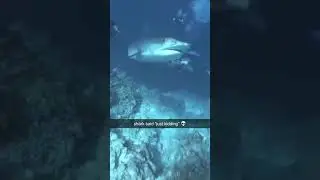 Shark said you thought 😭 #shortsviral #funny #funnymemes #viral #shark #animals #newmemes