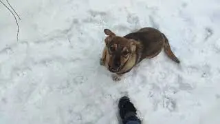 Моя находка в лесу. ... уже пристроили на дачу.