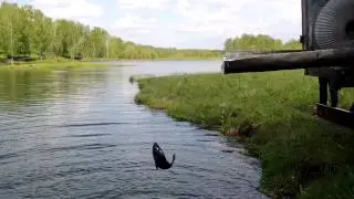 Зарыбление платника 