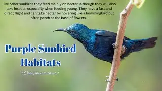 Purple Sunbird Habitats / Male Purple Sunbird / Purple Sunbird Documentary / Sunbird Videos / Birds