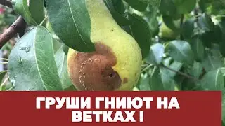 Груши гниют на ветках !Плодовая Гниль - Монилиоз, что Делать как Лечить.! Узнай что происходит