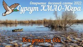 Весенняя охота на утку в Сургуте