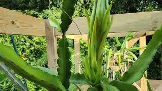 Dragon Fruit Flower Bud - Update 4: 12 days