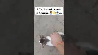 Shi rlly is tragic tho #animals #animal #pets #America #cats #catshorts #animalcontrol #sad #funny