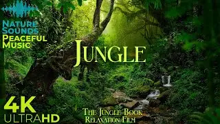 JUNGLE 4K • Scenic Relaxation Film with Peaceful Relaxing Music and Nature Video Ultra HD