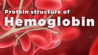 Protein Structure of Hemoglobin