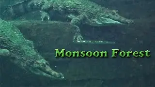 Tour of Monsoon Forest at Chester Zoo