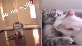 Cat Caught Cheating