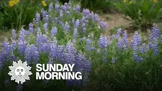 Going wild over wildflowers