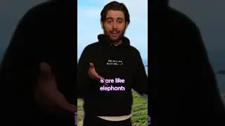 Impressive Dog Tricks 
