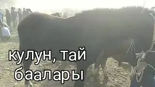 Тай, кулун баалары. Ноокат